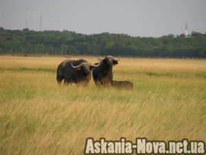 "Асканійські" кафрські буйволи