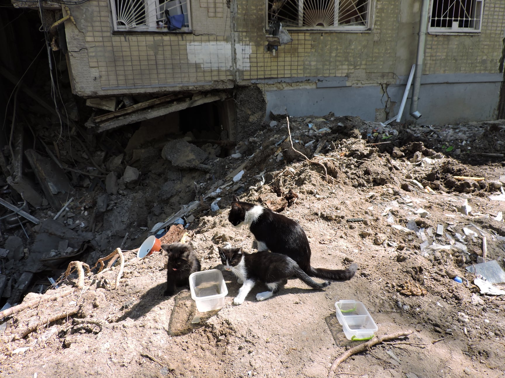 Котяче сімейство біля зруйнованого багатоповерхового будинку у Харкові (квітень 2022) Фото: Сергій Петров, CC BY-SA 4.0.