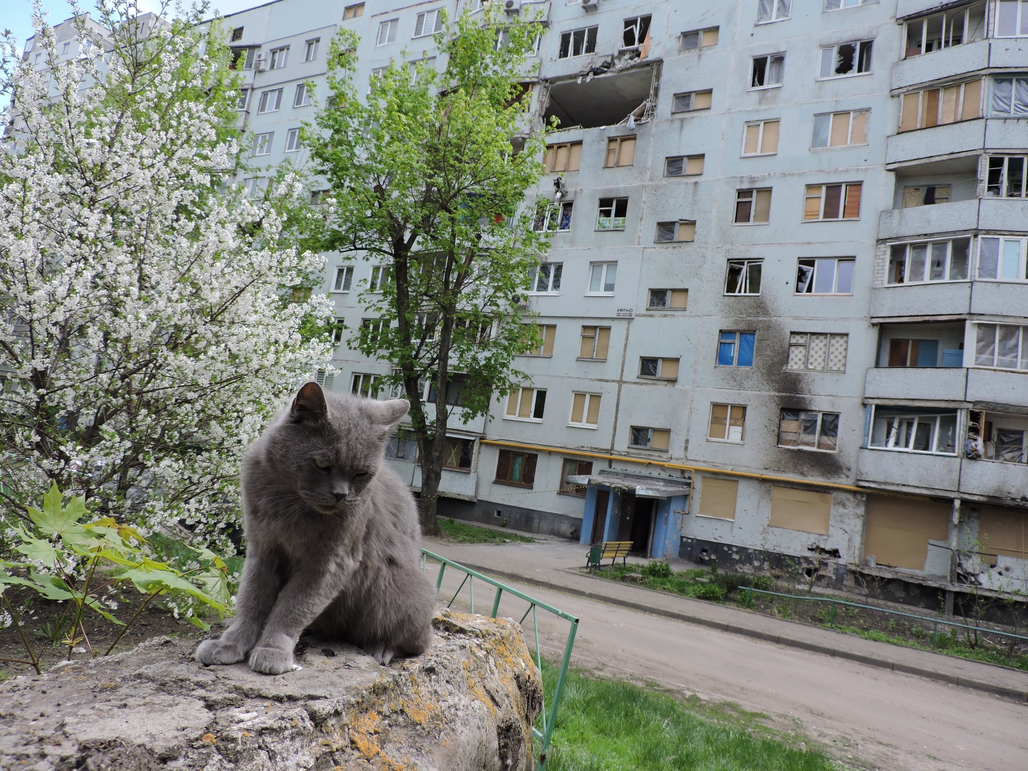Saltiwka. Eine Katze mit beschädigten Haus im Hintergrund. Bildautor: Serhij Petrow, CC BY-SA 4.0