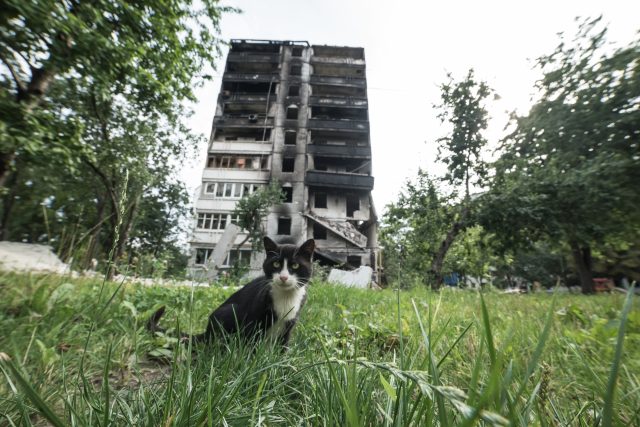 A cat near a destroyed building at North Saltivka, Kharkiv. 