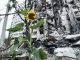 A sunflower near the destroyed apartment building in North Saltivka in Kharkiv.