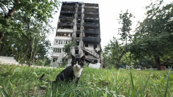 Kharkiv. A cat near a destroyed building at North Saltivka. There are more cats than people living there. Photo was taken on Aug 15, 2022 by Yuliya Hush.