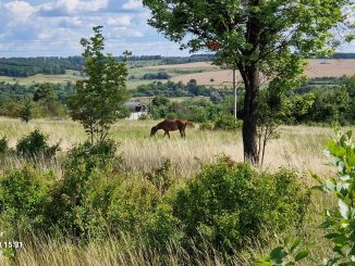 Харківська область, фото Наталії Зубар.