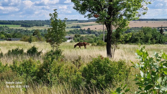 Харківська область, фото Наталії Зубар.